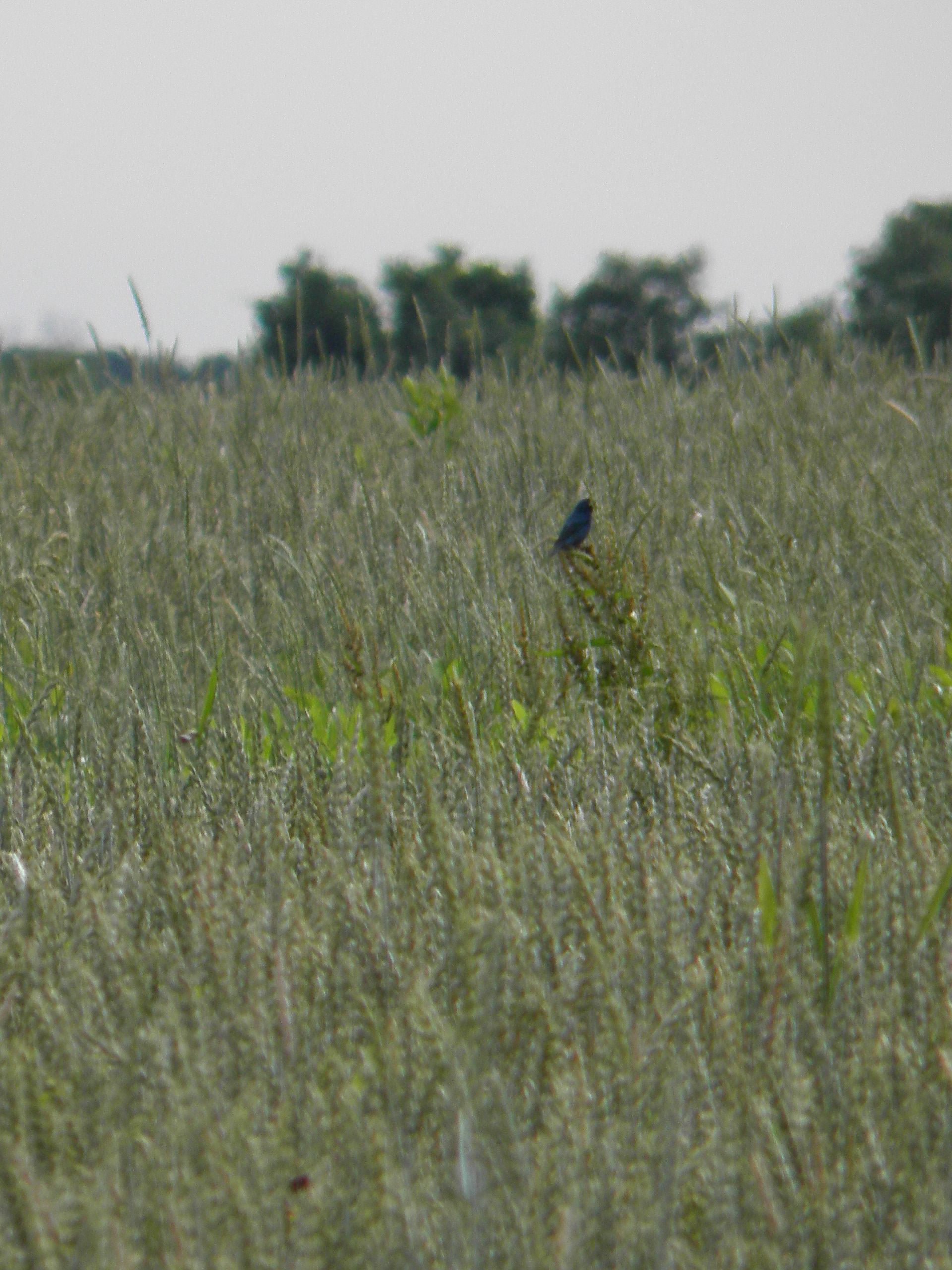 male indigo bunting in spelt project field (Parke)