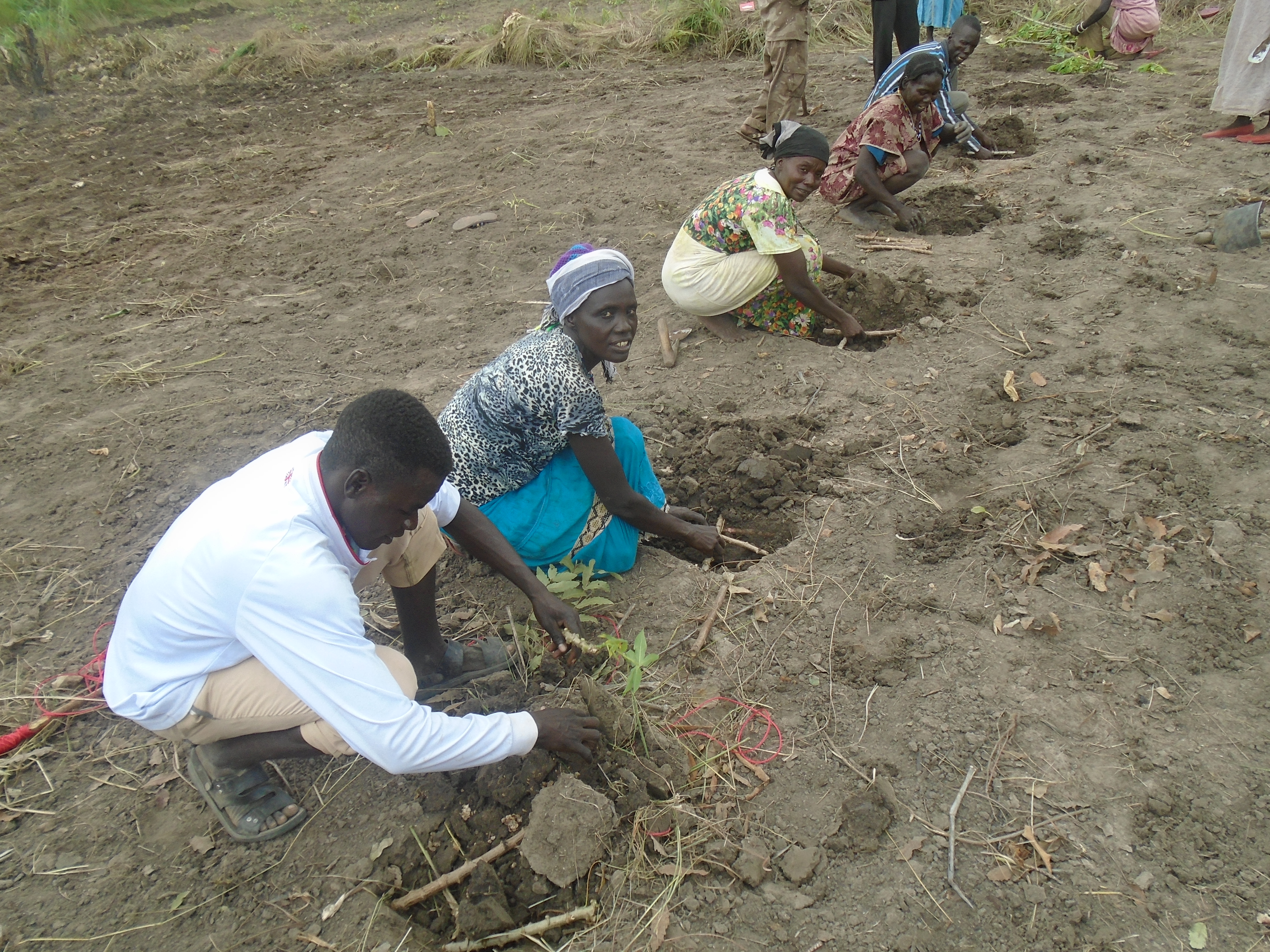 Cassava planting in bulking site to promote access to cuttings for propagation and IGA.