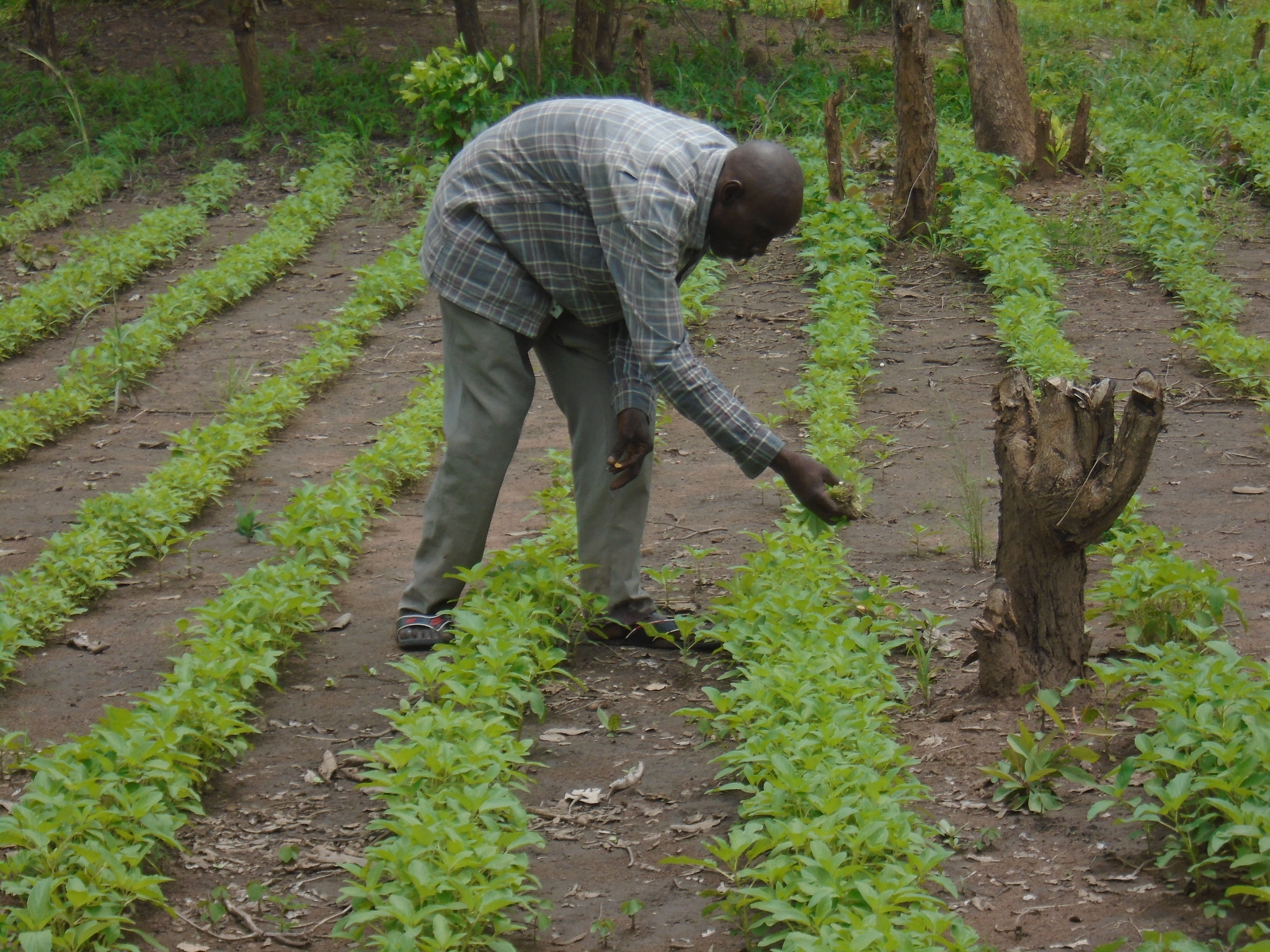 Mohammed Saleh Of Abulu Boma appreciate easy weed control in sesame when row planted