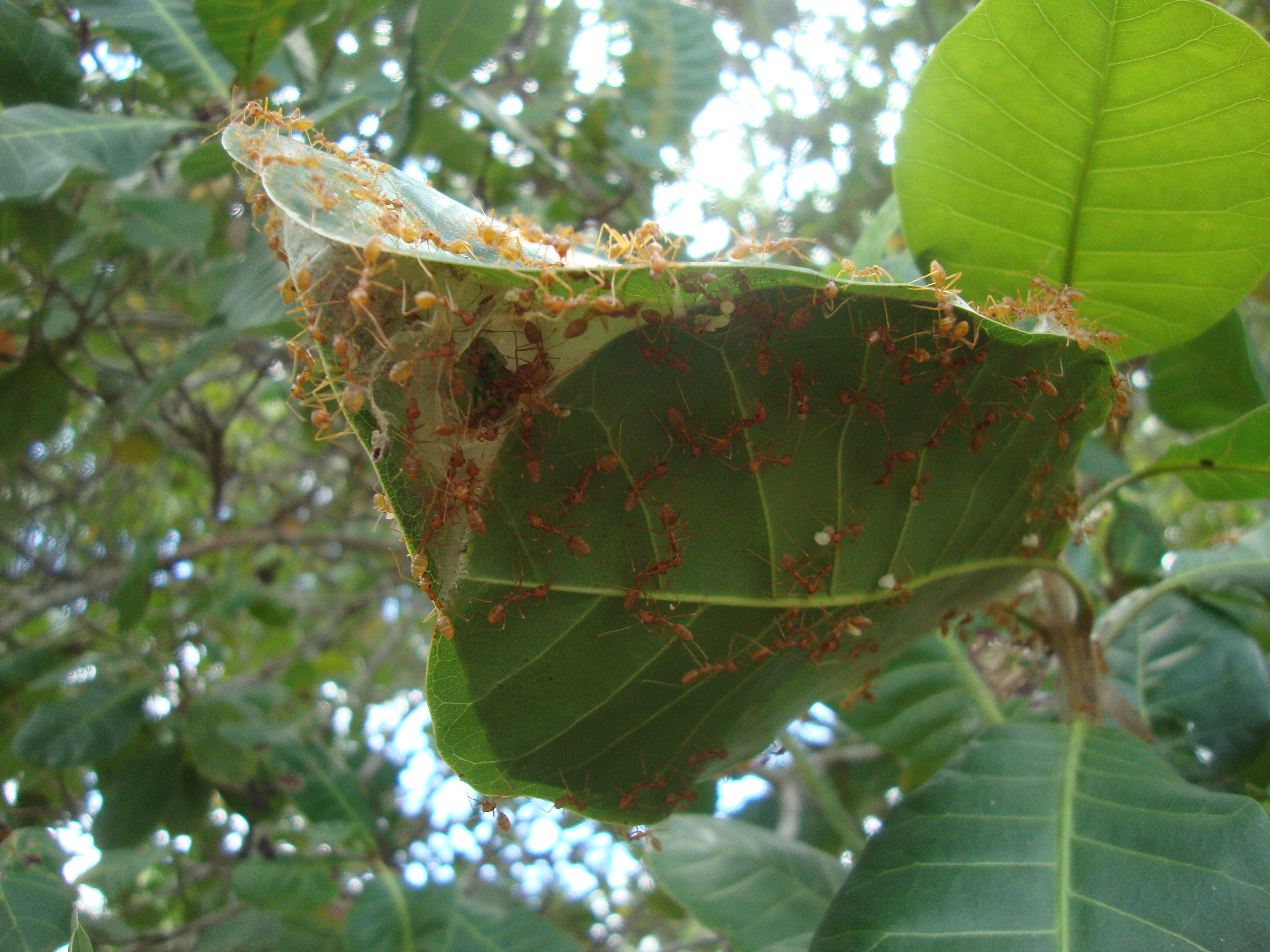 Nest of African weaver ant_0