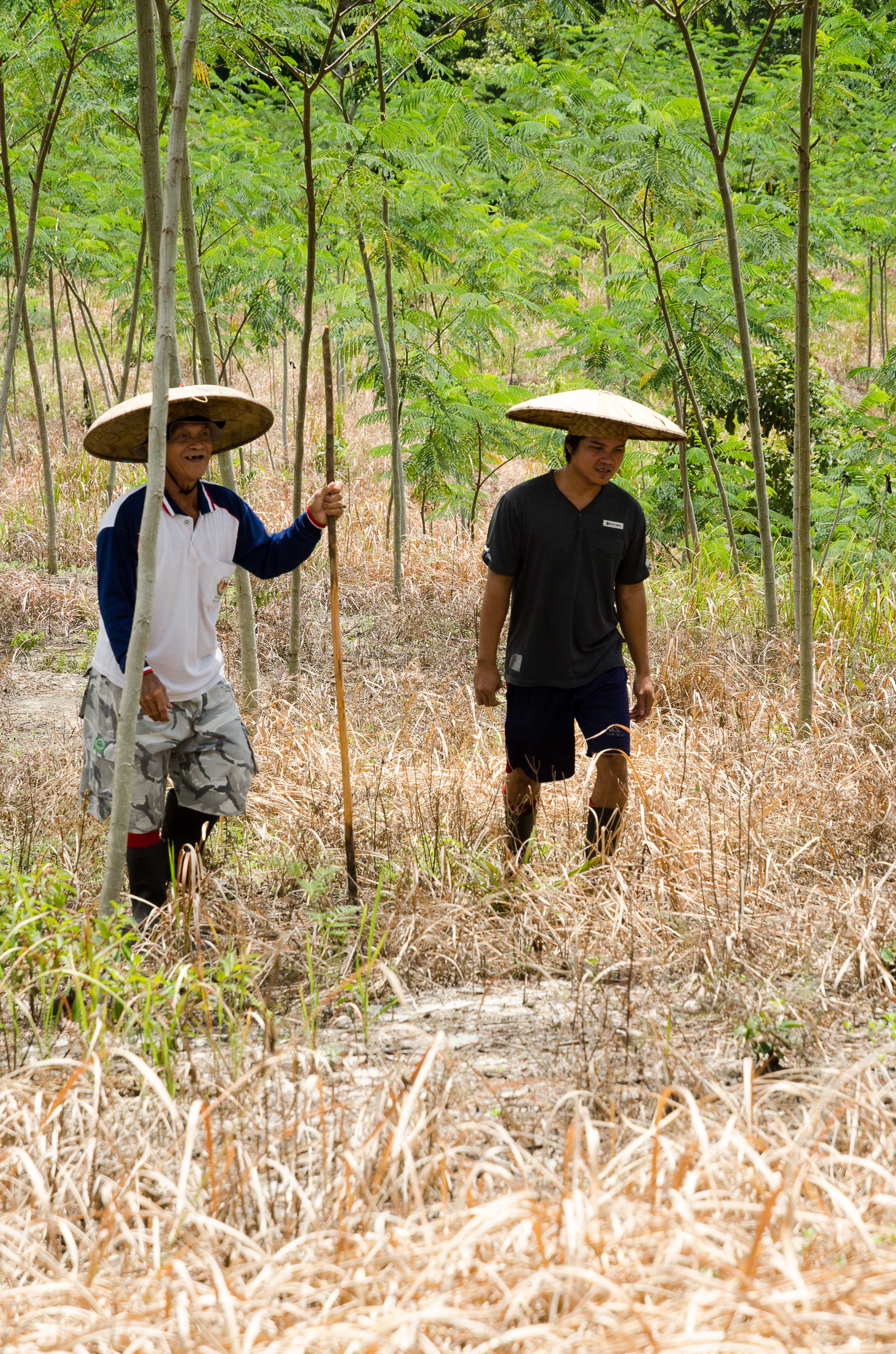 Smallholders and their one year old trees