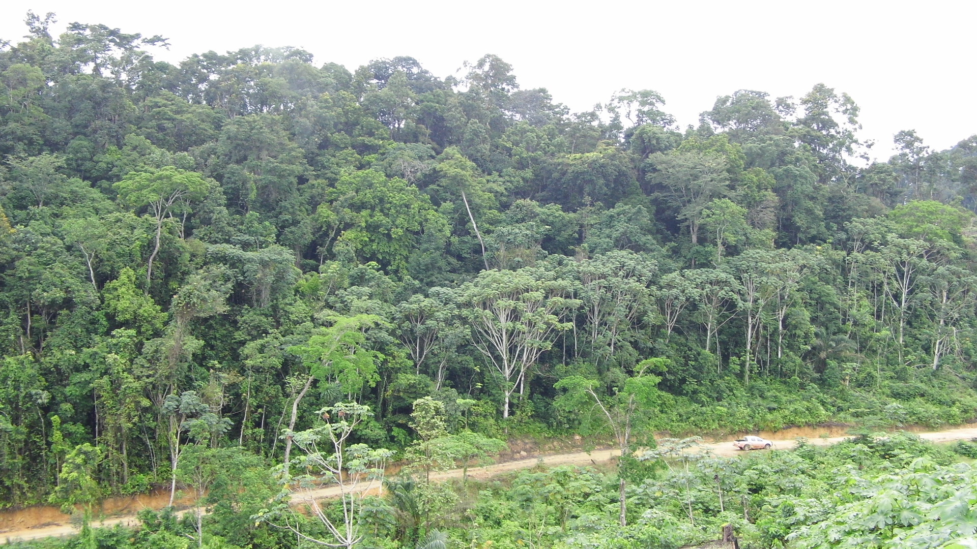 Awodua Forest