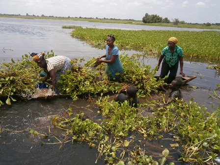 Des femmes ramassant la jacinthe