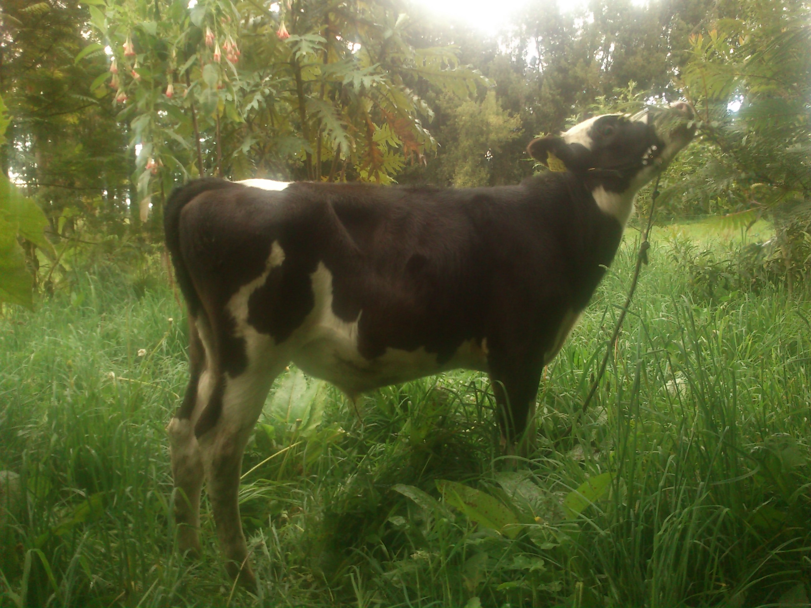 Implementacion del sistemas Silvo pastoril