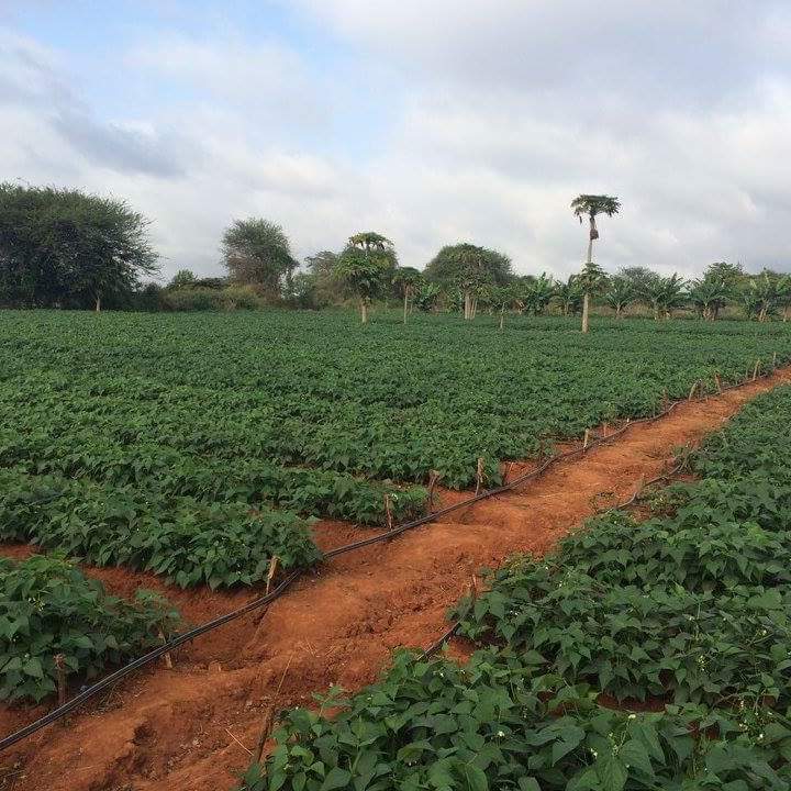 13450736_704014039736617_1554529287689048832_n[1]_3