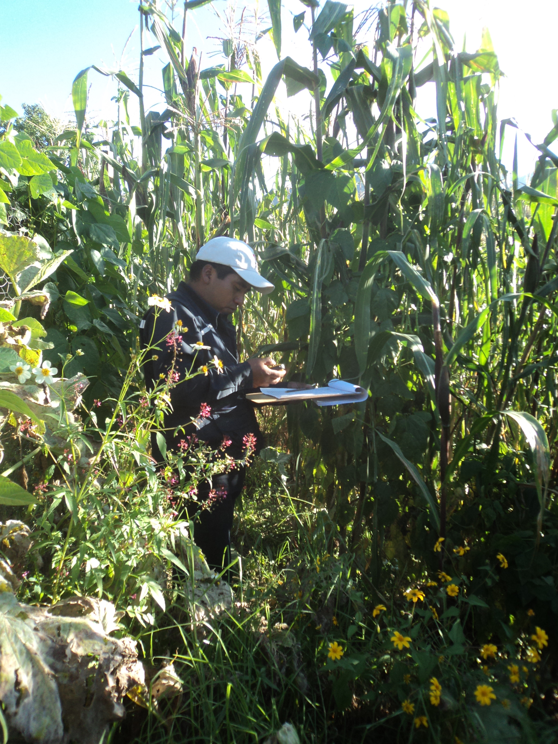 Maize. Monitoring activity_0
