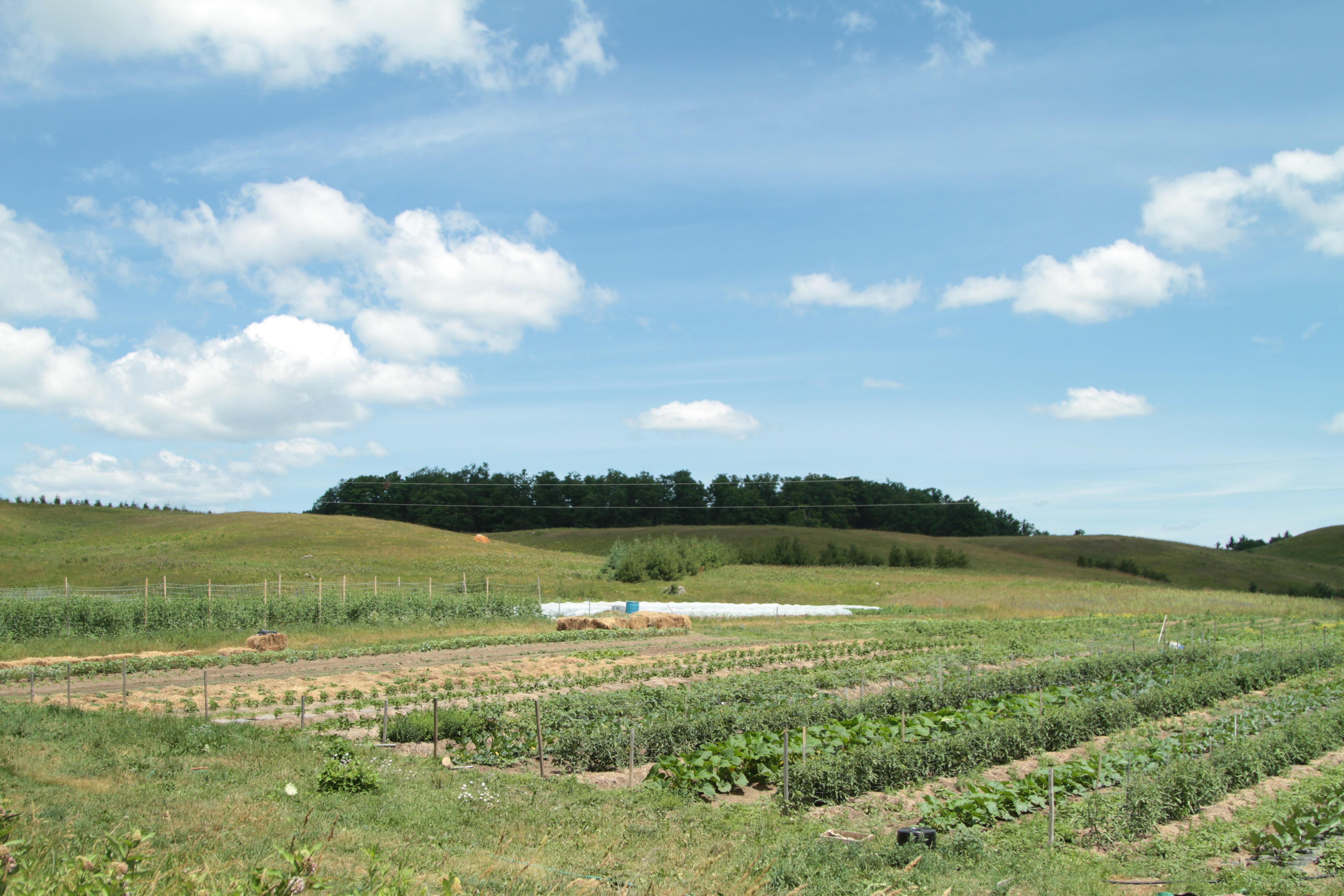 CSA gardens, forest in background