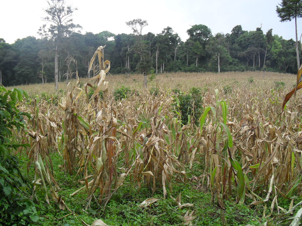 kaimosi forest encroachment
