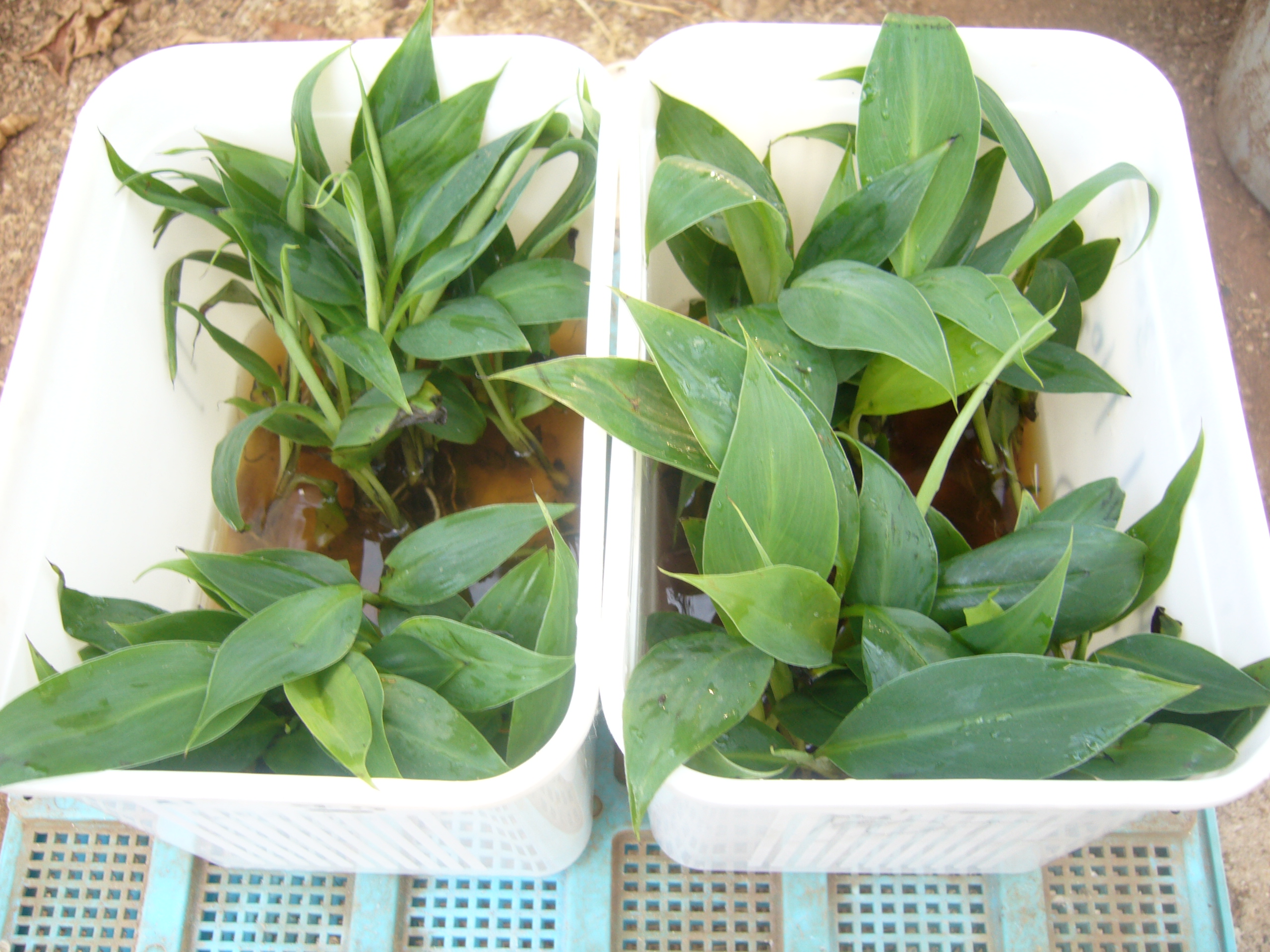 Drenching plants with endophytes_0