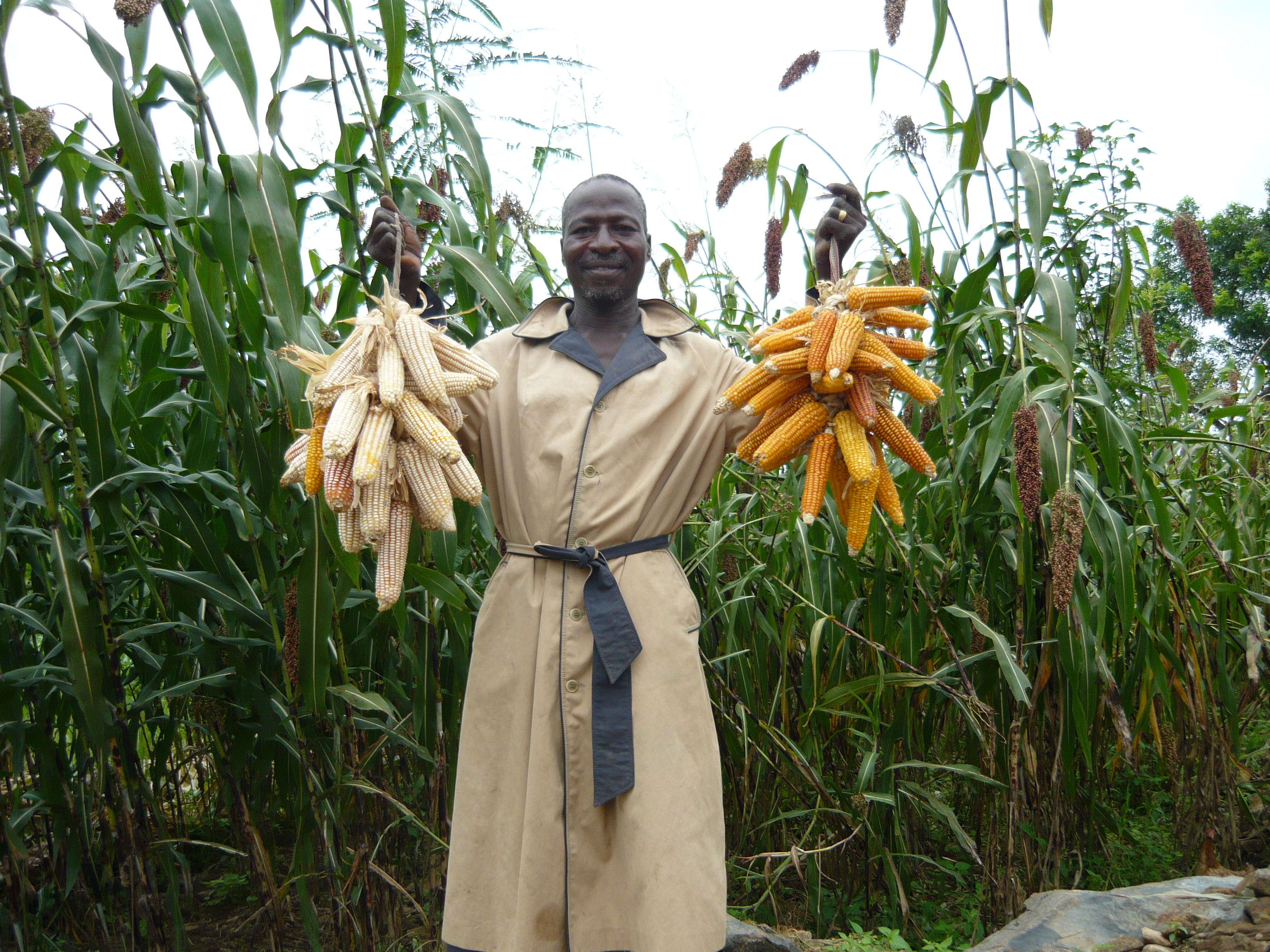 Maize  field