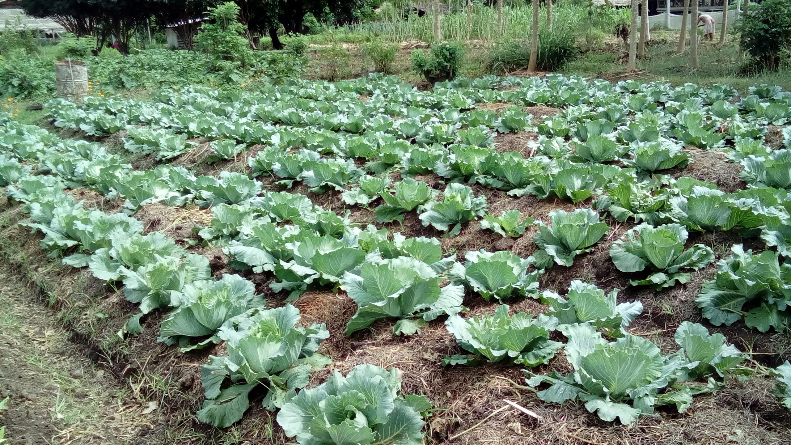 Organically grown  Cabbages_ZNT