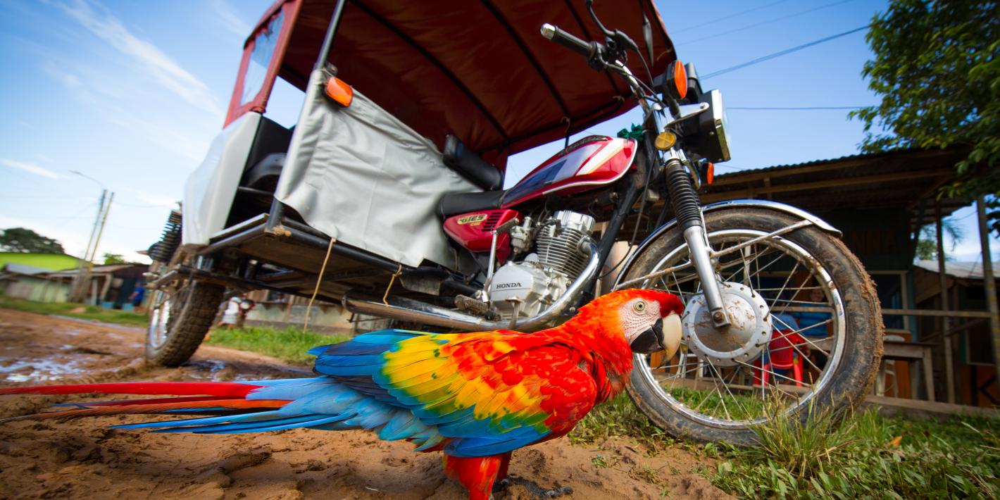 Parrot with Bike
