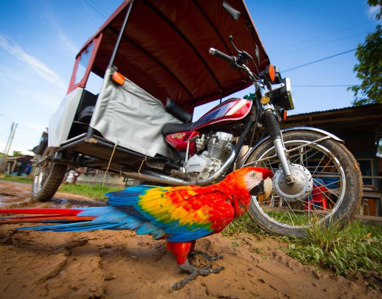 A parrot standing in front of a bike on a dirt road with a blue sky in the background.