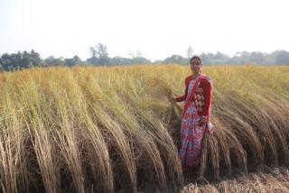 Harvest of organic produce