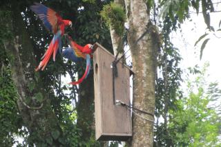 Artificial nest box placed by Natura Mexicana´s scarlet macaw conservation team