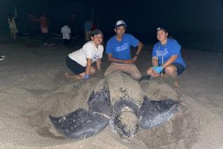 Three people pose with a nesting leatherback sea turtle.