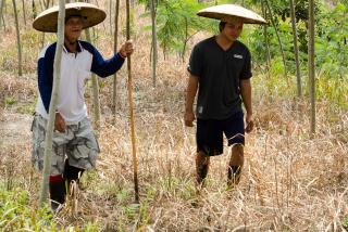 Smallholders and their one year old trees